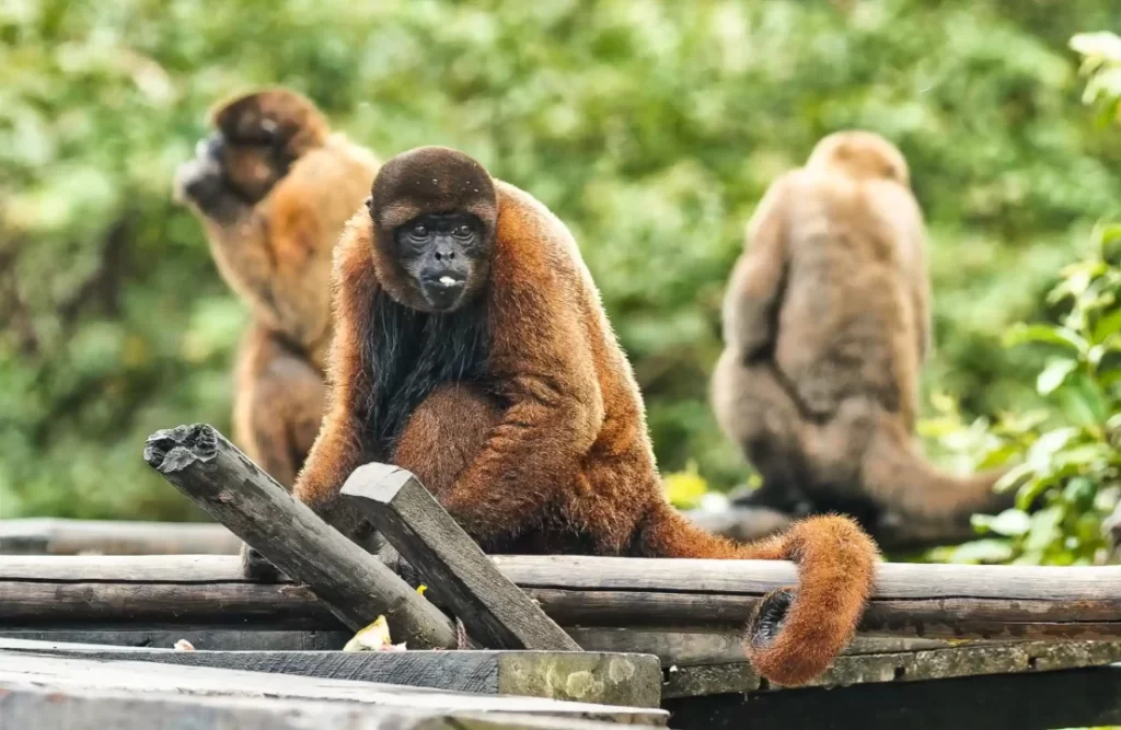 Three monkey island's species spread over a wood structure