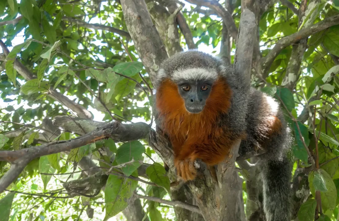 Monkey Island Peru