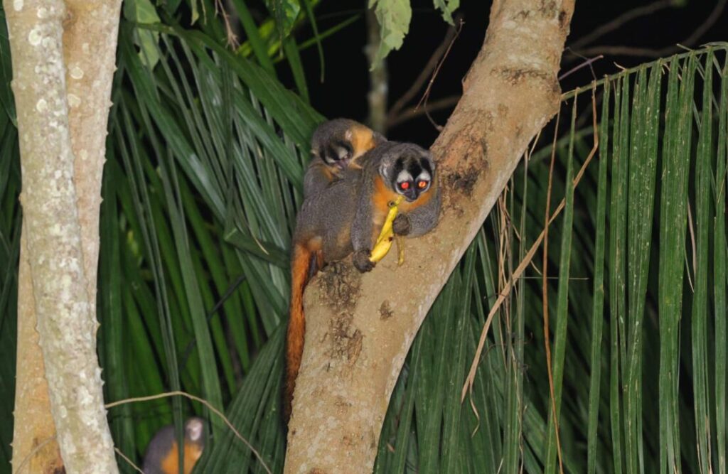 An andean nocturne monkey stares at its photographer.