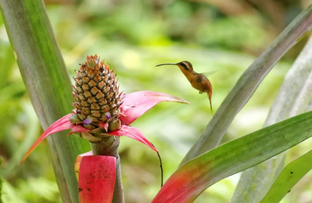 Collpa Chuncho tour's opportunities to observe exotic species are inmense