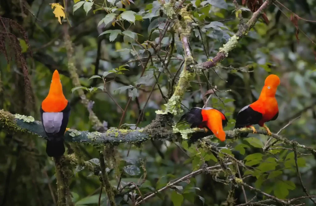 Three Cocks of the rocks hanging around while sharing a tree's branch.