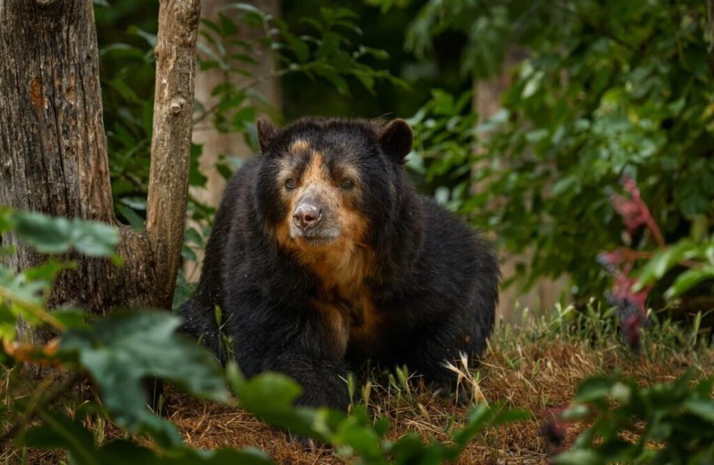 A roaming spectacled bear.