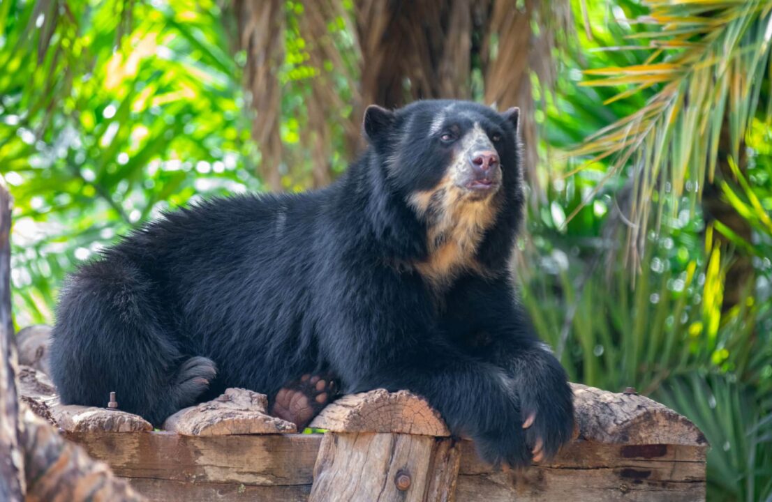 A spectacled bear lays atop a wood structure.