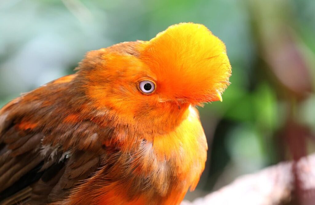 A male specimen of the Cock of the rocks species.