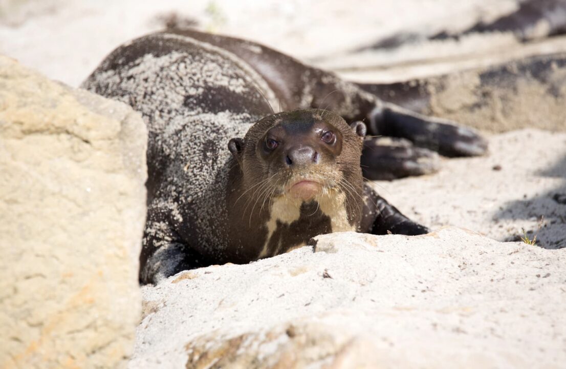 Find out more about otters in Peru