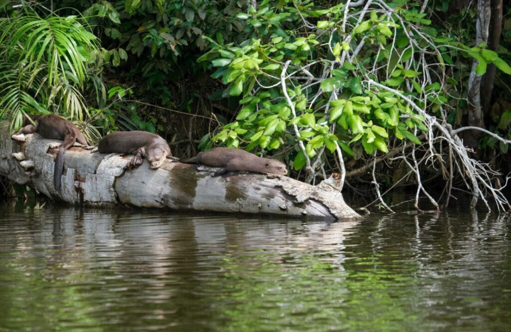 A small pack of otters sleep over a floating trunk over the Madre de Dios River.