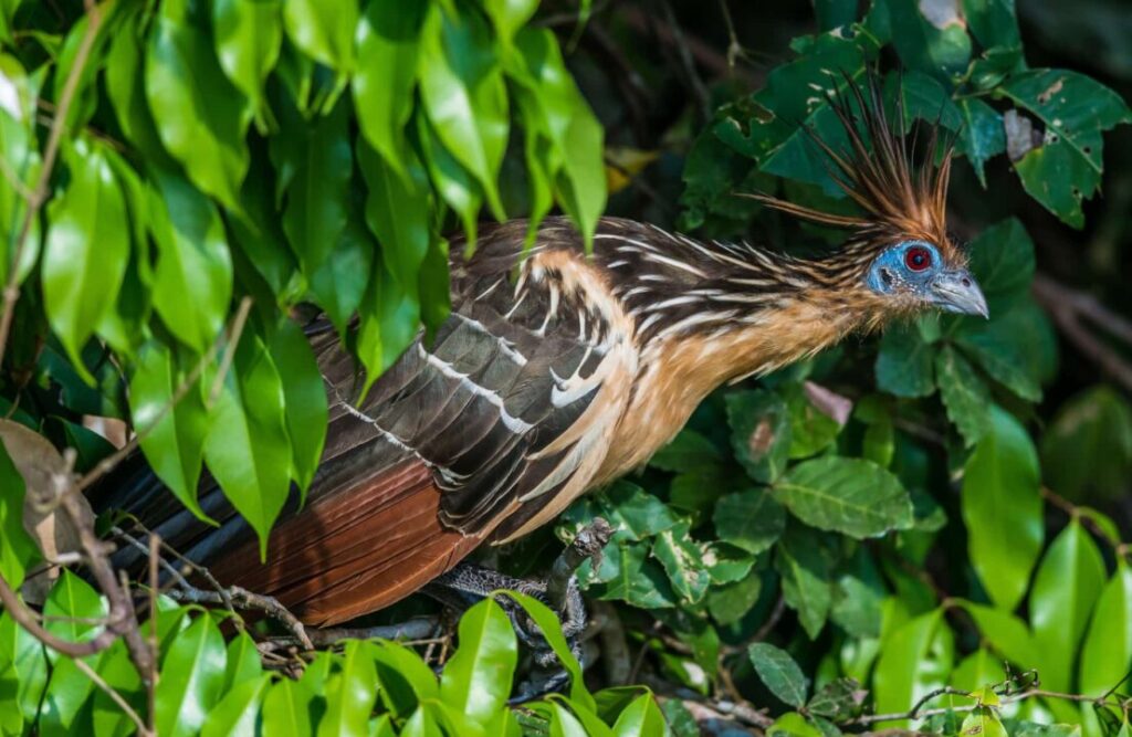 The hoatzin is a bird that traces his history back to dinosaurs times.