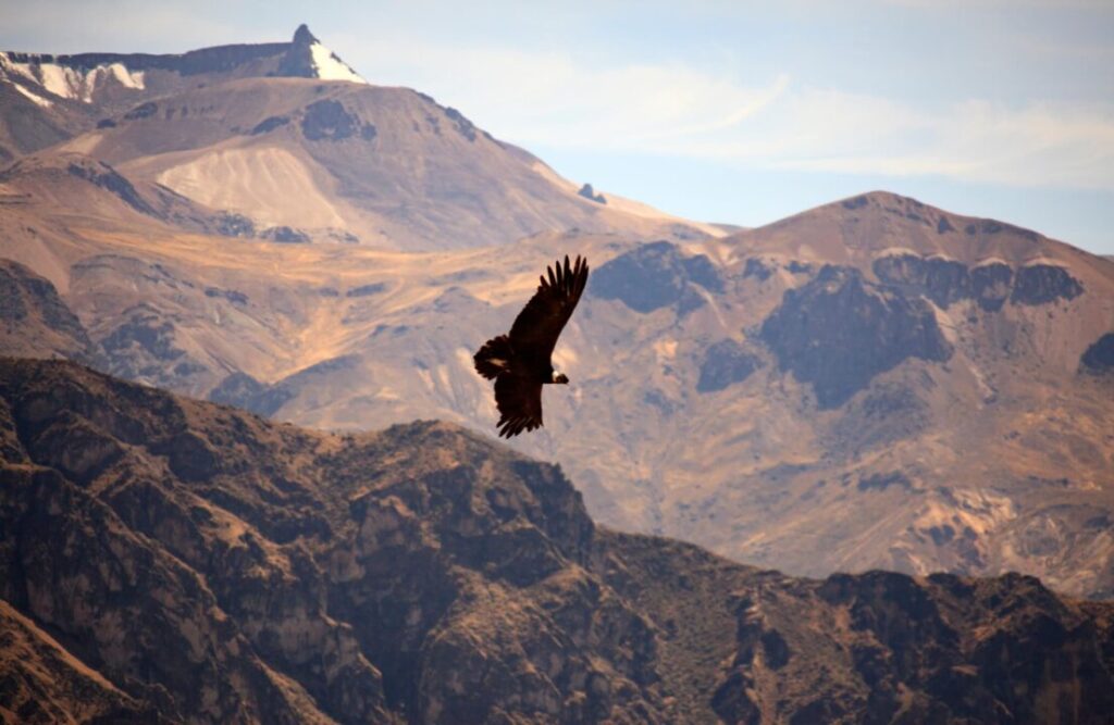 Condors are usually seen overflying the Andean Mountain Range.