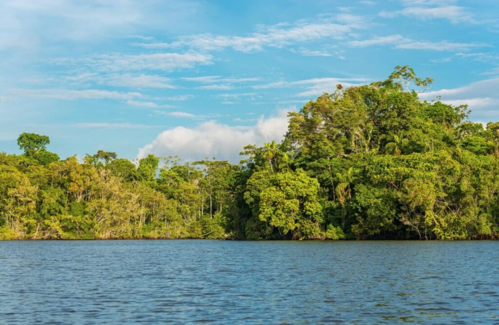 Manu's River is surrounded by the rainforest.