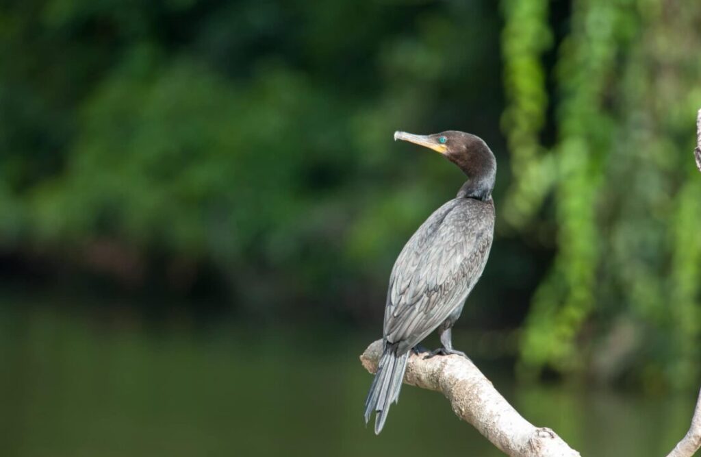 Cormorant species are found in Manu from time to time.