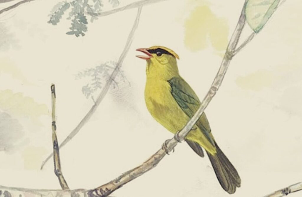 The yellow tanager in a drawing.