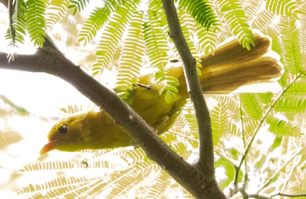 The yellow Tanager or Inti Tanager standing atop a branch somewhere in the road that connects Kosñipata and the Manu National Park.