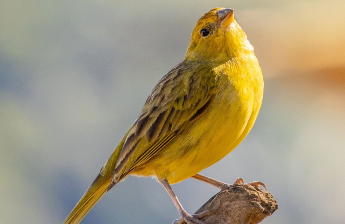 Yellow Tanager in Peru